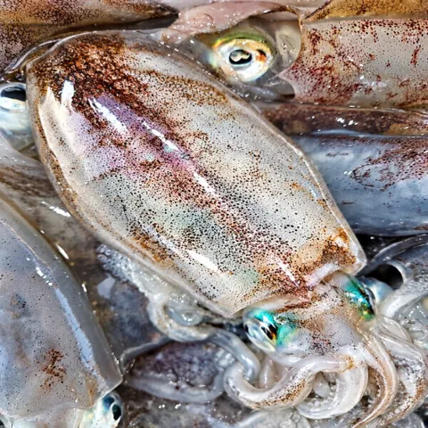 생물 무늬오징어 1kg (4-6미) 선착순특가