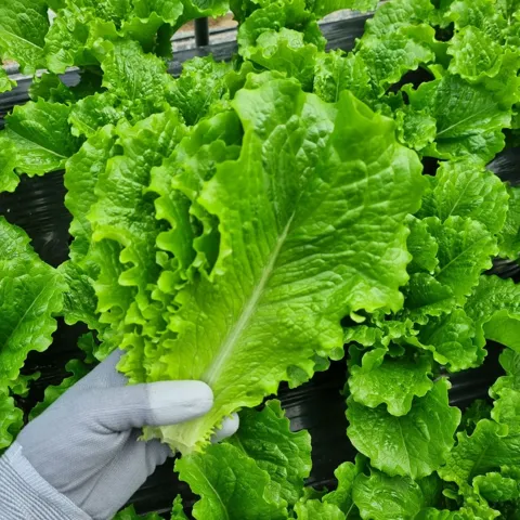 로메인 상추 1kg