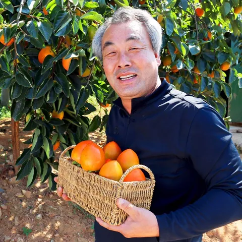 26년 갓 수확한 햇 영암 대봉감 중소과 5kg (25과내)