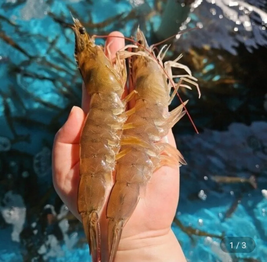 [지마켓] 흰다리새우 1kg 28~32미 (19,800원/무료)