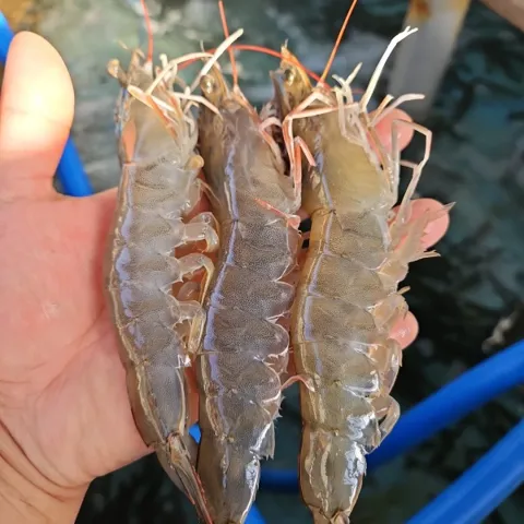 흰다리새우 1kg 28~32미