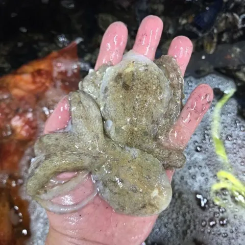 국내산 생물 활 쭈꾸미 1kg 15-20미