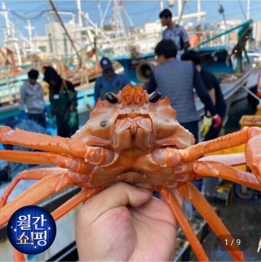 [지마켓] 울진 후포리 박달홍게 4kg 8-10미 (18,720원/무료배송)