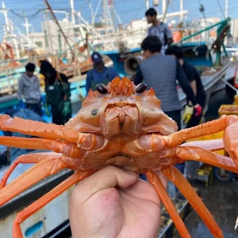 울진 후포리 박달홍게 4kg 8-10미