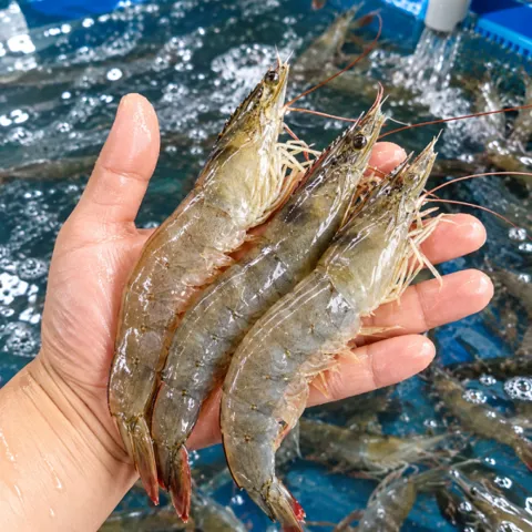 국내산 활새우 1kg 왕새우