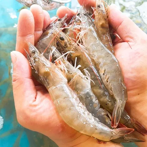 국내산 활새우 1kg