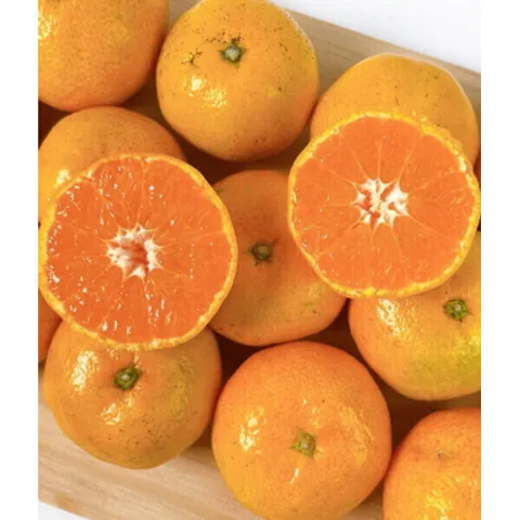 산지직송 귤 고당도 타이백 귤 5kg 한박스 중대과(L/2L) 15브릭스이상
