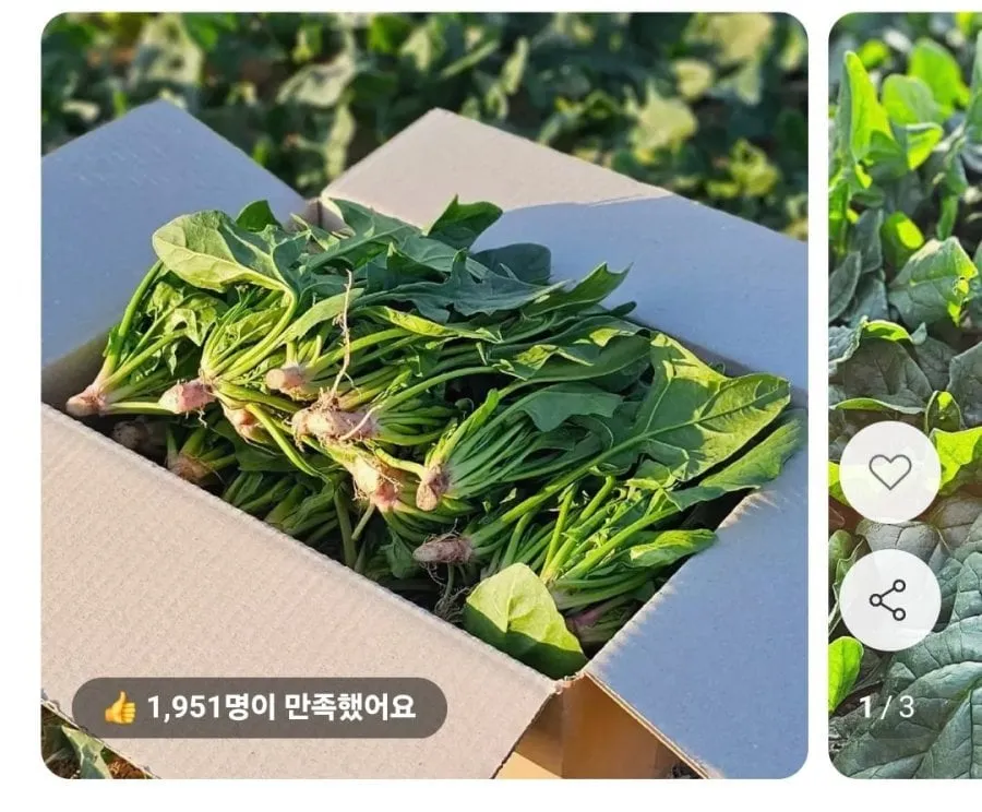 [11번가] 남해 보물초 시금치 1kg (8,190원 / 무배)