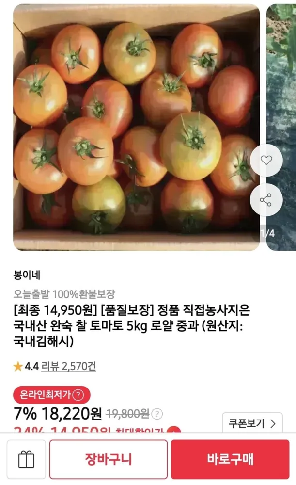 [11번가] 국내산 완숙 찰 토마토 5kg 로얄 중과 (카카페 16,040/무배)