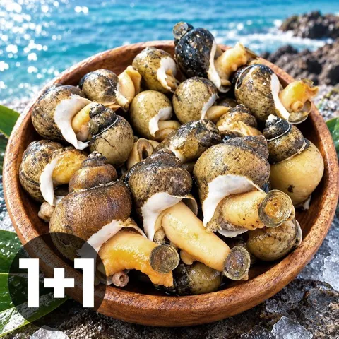 동해안 당일조업 자연산 자숙 골뱅이 400g + 400g