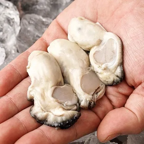 통영 햇 생굴 1kg