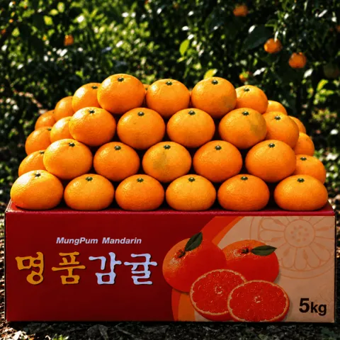 초고당도 감귤 5kg 중 대과 농장직송