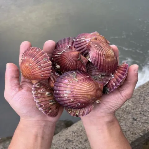 홍가리비 3kg+홍합 1kg 증정