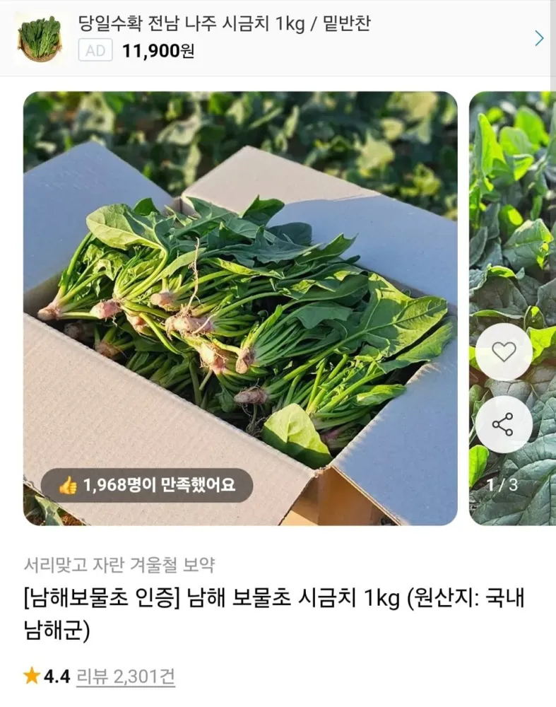 [11번가] 남해 보물초 시금치 1kg (6,970원 / 무배)