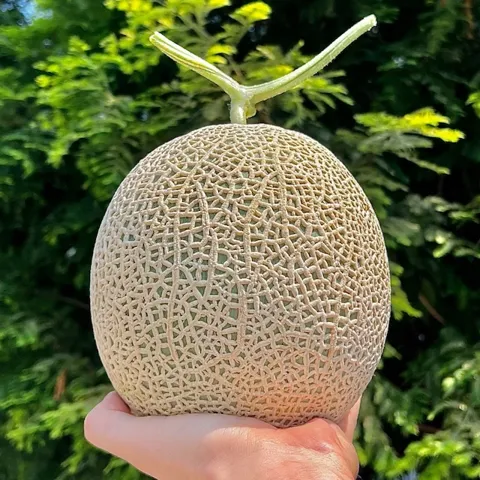 농협 국내산 고당도 머스크메론 특품 1.6kg 2수