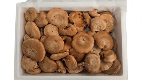 생표고버섯 500g 6930원 1kg 7920원 각각 무배