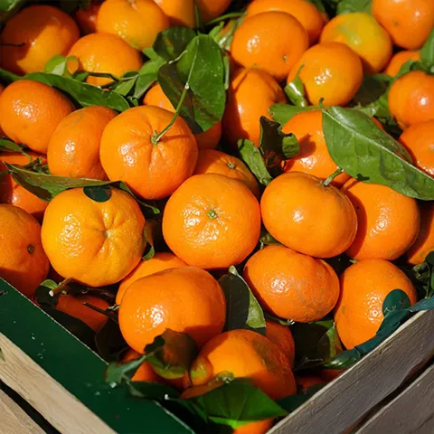 고당도 명작 감귤 1kg