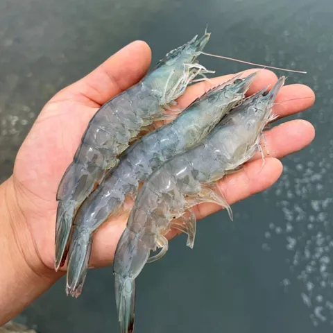 활새우 1kg