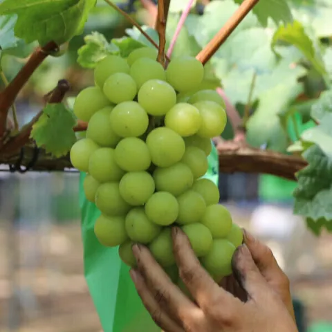 고당도 샤인머스켓 2kg 특품