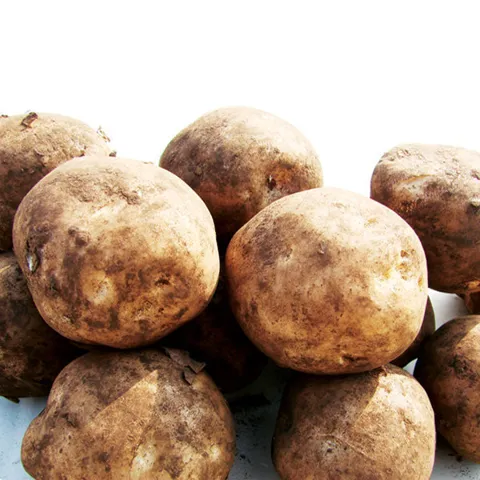 햇감자 5kg (대/찜용) 26년 햇감자