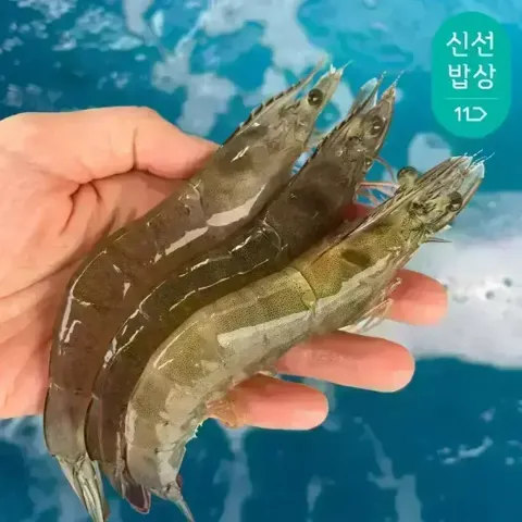 이순신수산 국내산 흰다리새우 제철 생물 활새우 특대 1kg (28-33미)