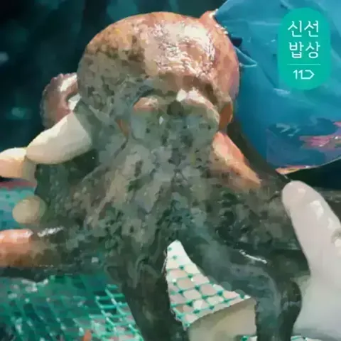 이순신수산 남해안 자연산 돌문어 1kg [1-4미]