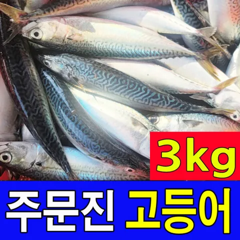 주문진 새벽조업 국산 생물 고등어 3kg