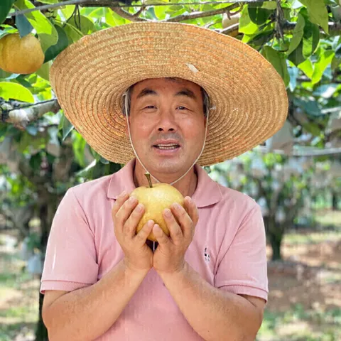 전남 나주배 신고배 6-10과 5kg