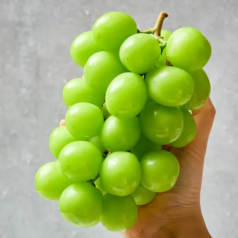 하루특가) 망고포도 샤인머스캣 하우스, 1송이, 450g 내외, 1박스
