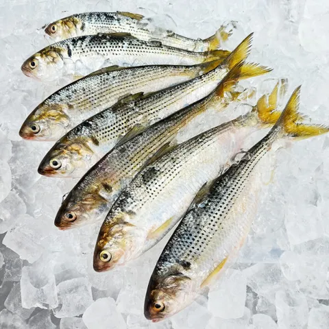 통영 장보고닷컴 제철 자연산 전어 500g (손질후300g) 세꼬시+회초장