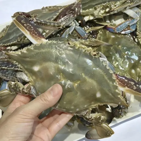 (신선집중) 국내산 서해 5도 제철 가을 활 숫꽃게 1kg 4~6미 제철 살이 오동통 오른 꽃게 생물 빙장포장