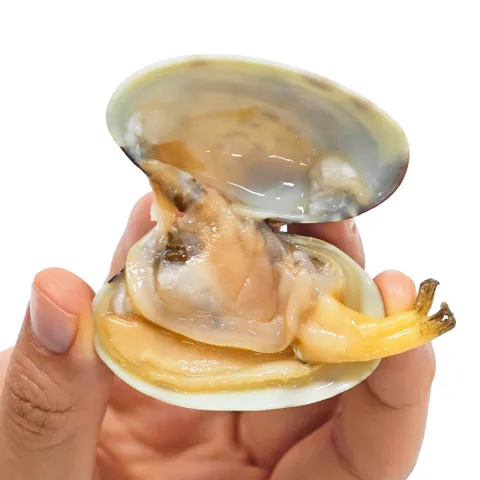 (신선집중) 남해안 활 문어바지락 3kg 150-180미 내외 / 다이버가 잡은 신선한 바지락