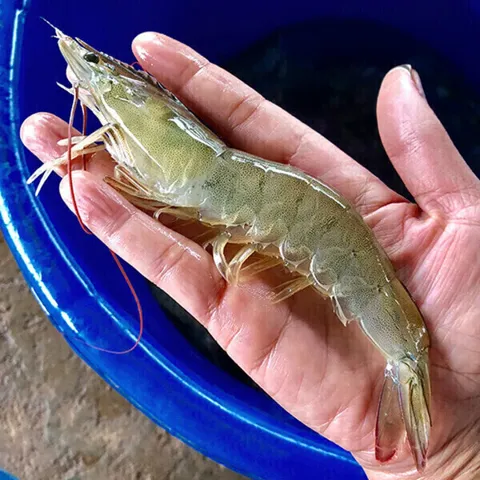 (신선집중) 국내산 제철 흰다리 왕새우 大 1kg(30미 내외) 생 새우회 횟감
