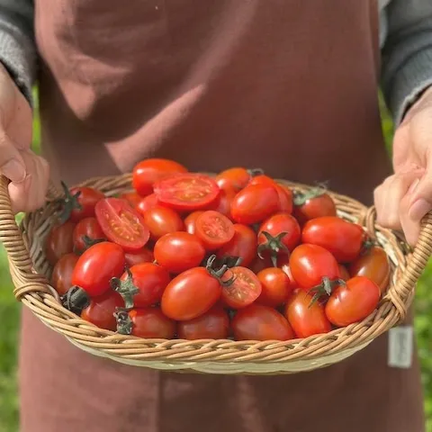 대추방울토마토 2kg 4~5번과