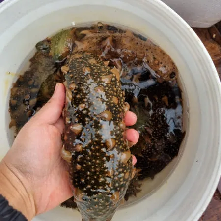 강원도 고성 해녀채취 돌기해삼 300g 당일채취 [원산지:국산(강원특별자치도 고성군)]
