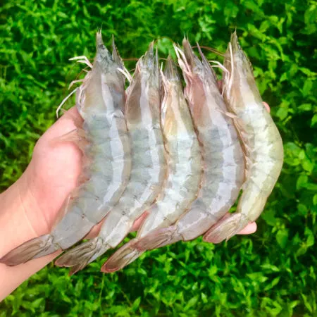 [별점 4.92 / 산지직송 : 전남신안] 국산 제철 흰다리새우 1kg 신안 왕새우 활새우 대하 생새우회 [원산지:국산(전라남도 신안군)]
