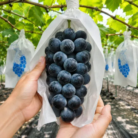 [별점 4.86 / 산지직송 : 전북남원] 씨없는 캠벨 거봉 충랑포도 고당도 포도 1.5kg [원산지:국산(전북특별자치도 남원시)]
