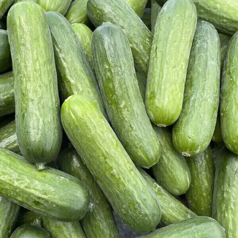 (신선집중) 국내산 피콜리노 미니오이 750g 10~12개 내외