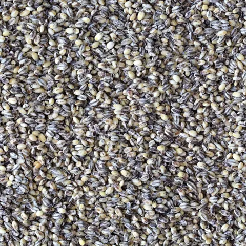 하루특가) 국내산 2026년산 검정보리쌀, 500g, 4봉