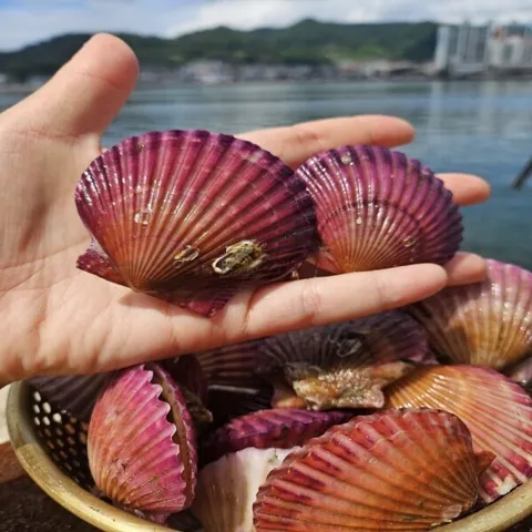 산지직송 기계 세척한 제철 홍가리비 3kg (2개 이상 구매 시 초장 증정)