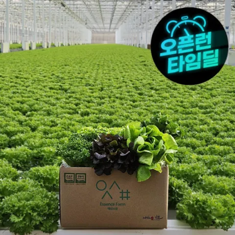 (신선집중/NH8%)무농약 친환경 유러피안 샐러드야채 모듬쌈채소 1kg 바타비아 크리스탈 등