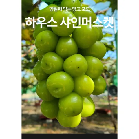 샤인머스켓 2kg( 3-4수)고당도